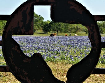 Texas Bluebonnets | Brenham Texas | Texas Wildflowers | Texas wall art | Texas Hill Country Photography | Texas gifts