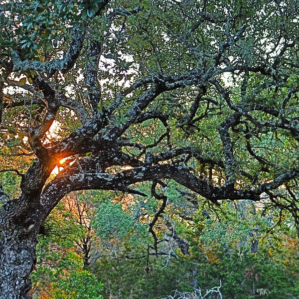 Digital Print Download, Texas Hill Country Live Oaks at Sunrise, rural Texas wall art, printable Texas Hill Country landscape photo