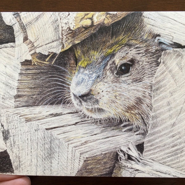 Woodchuck (Groundhog) card (lg+sm)