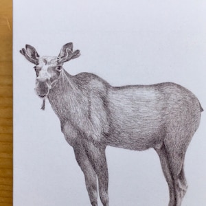 Moose card 8 (lg and sm)