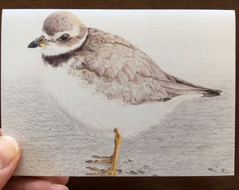 Plover card (sm)