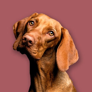 Pet Portrait. Cartoon Art. Custom Digital Pet Portrait. Portrait from Photo. Pet Illustration. Dog Mom. Dog Dad. Pet Memorial