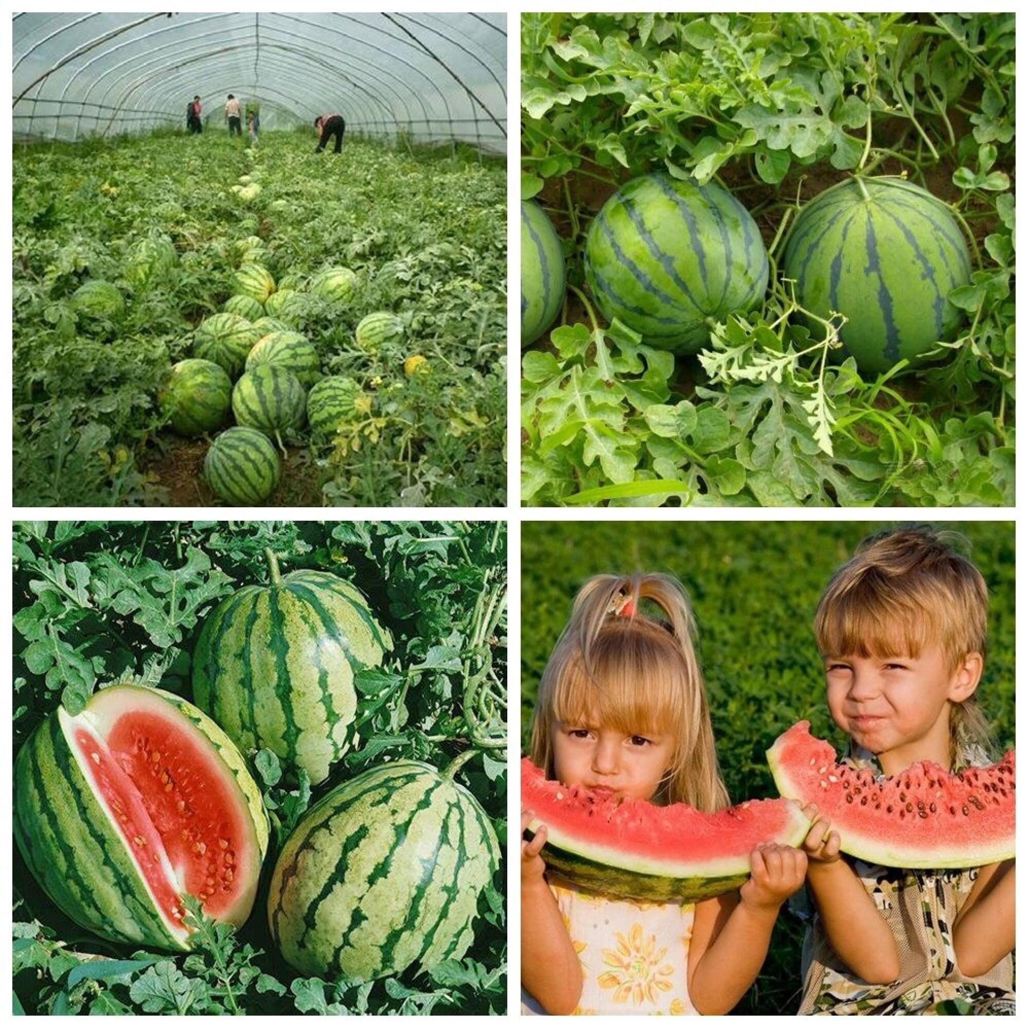 Special Fertilizer For Watermelon Melon Pumpkin Cantaloupe Etsy