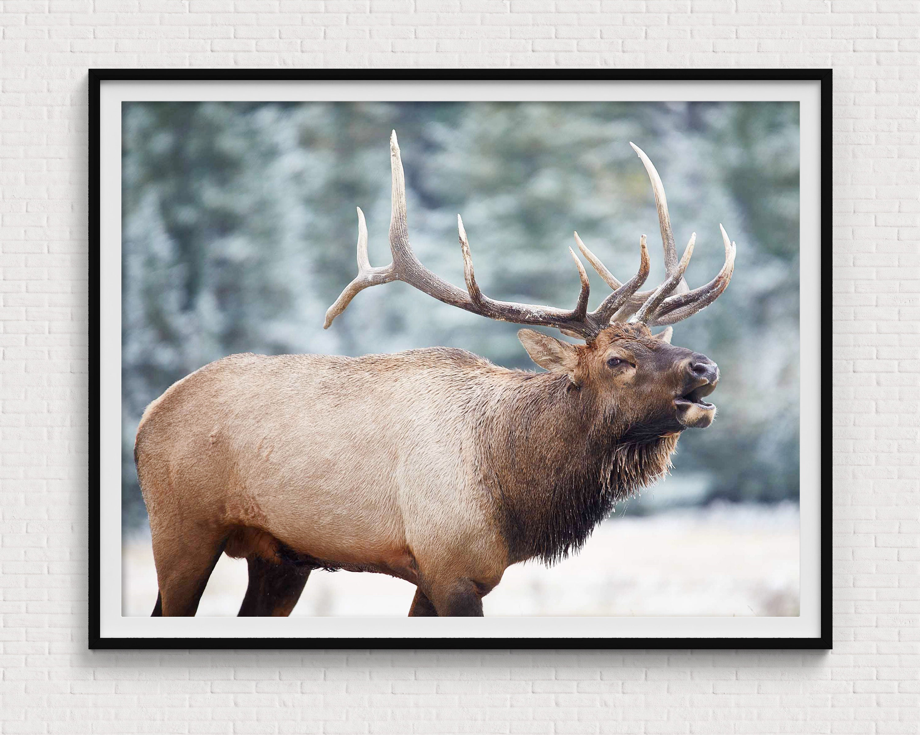 Canadian Elk