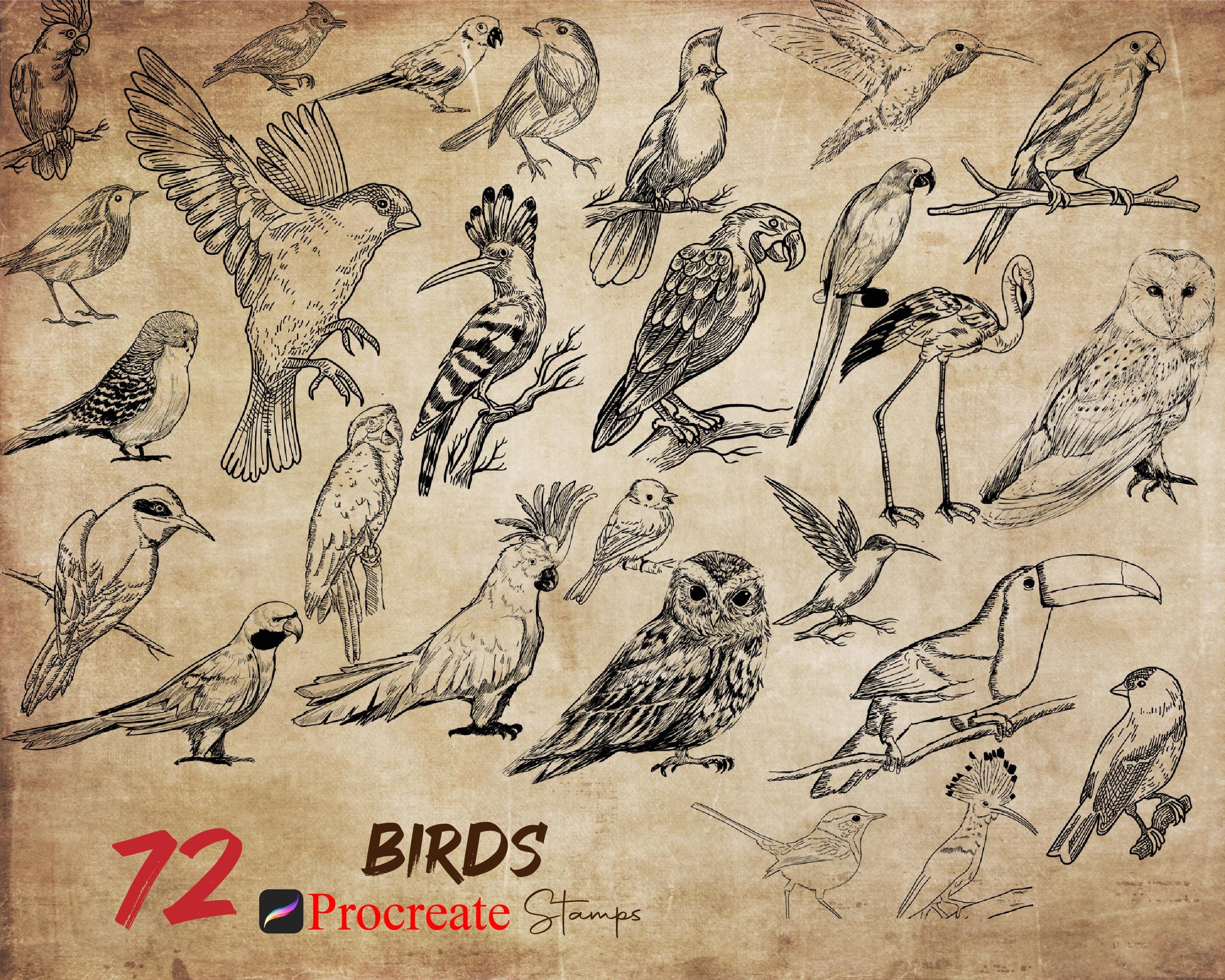Procreate Bird Stamps – 72 Vintage & Realistic Animal Brush Set (Owls, Parrots, Flamingos, Wings & Feathers)