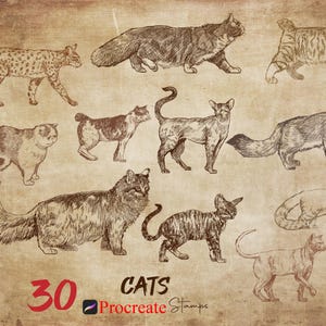 Procreate Cats Stamp Brush Set: Realistic Animal Stamps (Digital Download)
