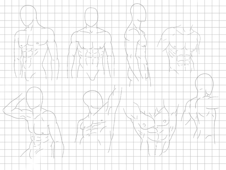 May include: Line drawing of a male torso in various poses, showing the muscles of the chest, abdomen, and back. The drawings are on a gridded background.