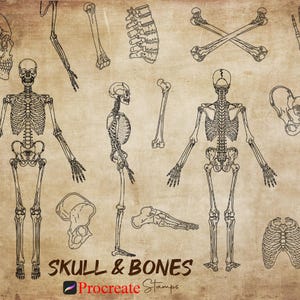 Procreate Skull & Bones Brushes : Human Anatomy Skeleton Stamps