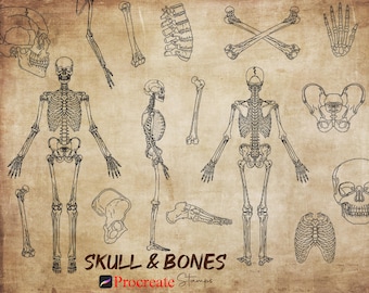 Procreate Skull & Bones Brushes : Human Anatomy Skeleton Stamps