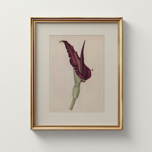 Dragon Flower with Tiny Bee, Printable Vintage English Cottage Style Flower Art