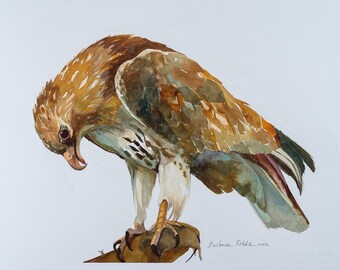 Red Tailed Hawk with Prey print image 7x10