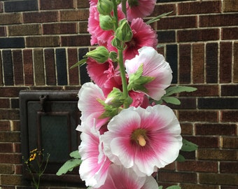 Hollyhock Seeds, Pink and White, Organic (Alcea rosea)