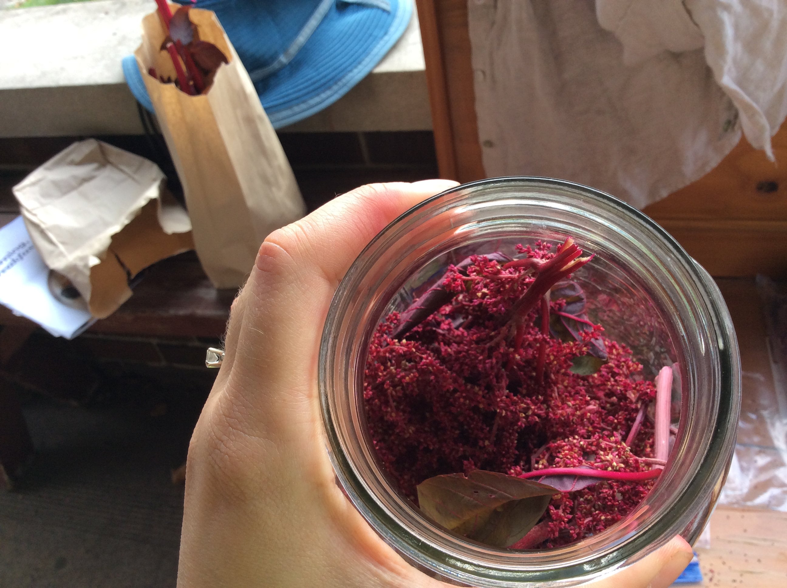 Hopi Red Dye Amaranth Seeds Organic amaranthus Cruentus Etsy