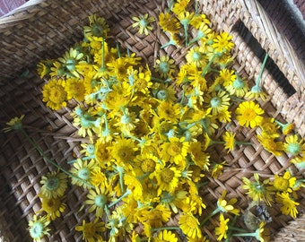 Dyer's Chamomile Seeds, Organic (Anthemis tinctoria)