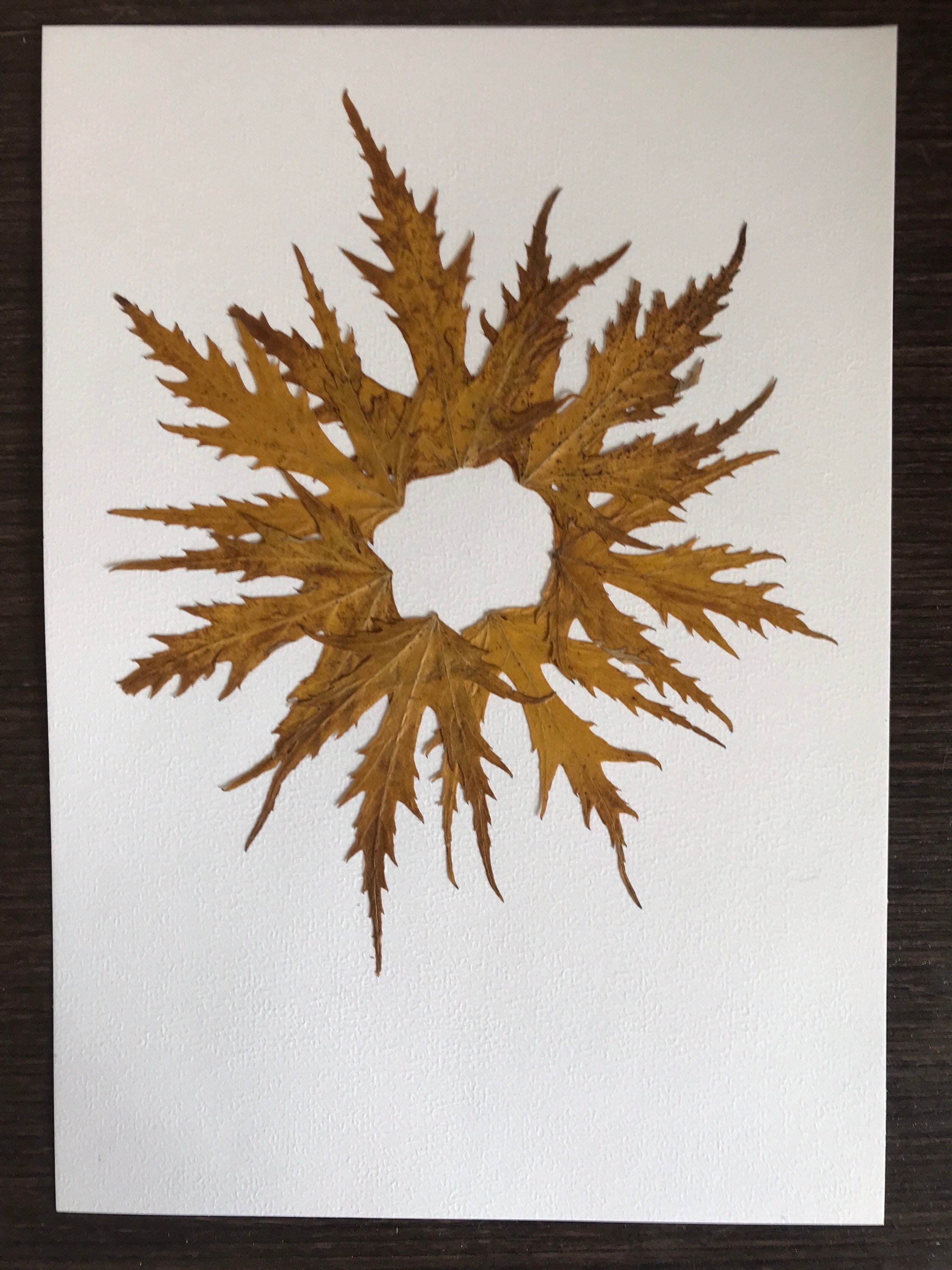 Tableau de Feuilles Séchées.