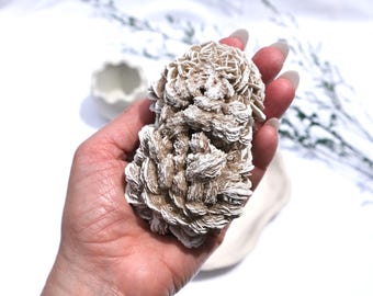 Peut inclure: Une grande grappe de quartz rose, également connue sous le nom de rose du désert, de couleur blanche et brune, avec une structure délicate et en couches. La grappe est tenue dans une main, mettant en valeur ses détails complexes.