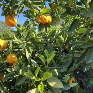 Six (6X) Trovita Sweet Orange from Dwarf Plant Un-rooted Grow Your Own Trovita @@@US buyers only@@@
