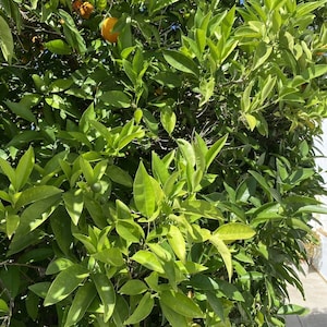 Six (6X) Washington Navel Orange Cutting Un-rooted Grow Your Own Navel Orange @@@US buyers only@@@@
