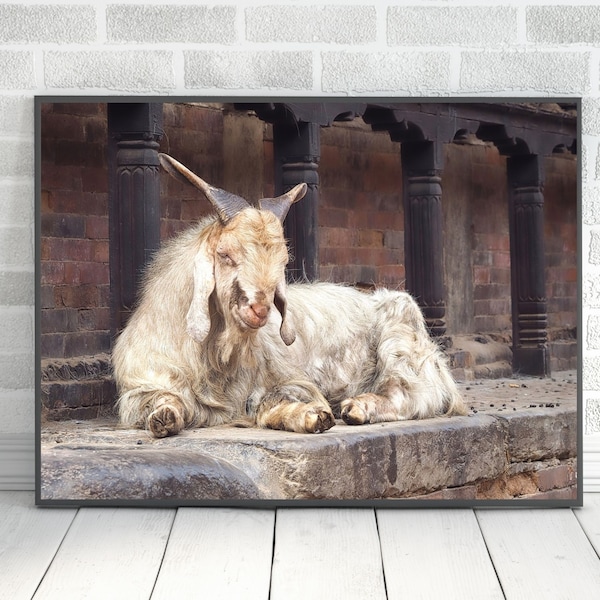 Goat Digital Print - Kathmandu Valley Digital Download - Nepal Art Print - Goat in Temple Print
