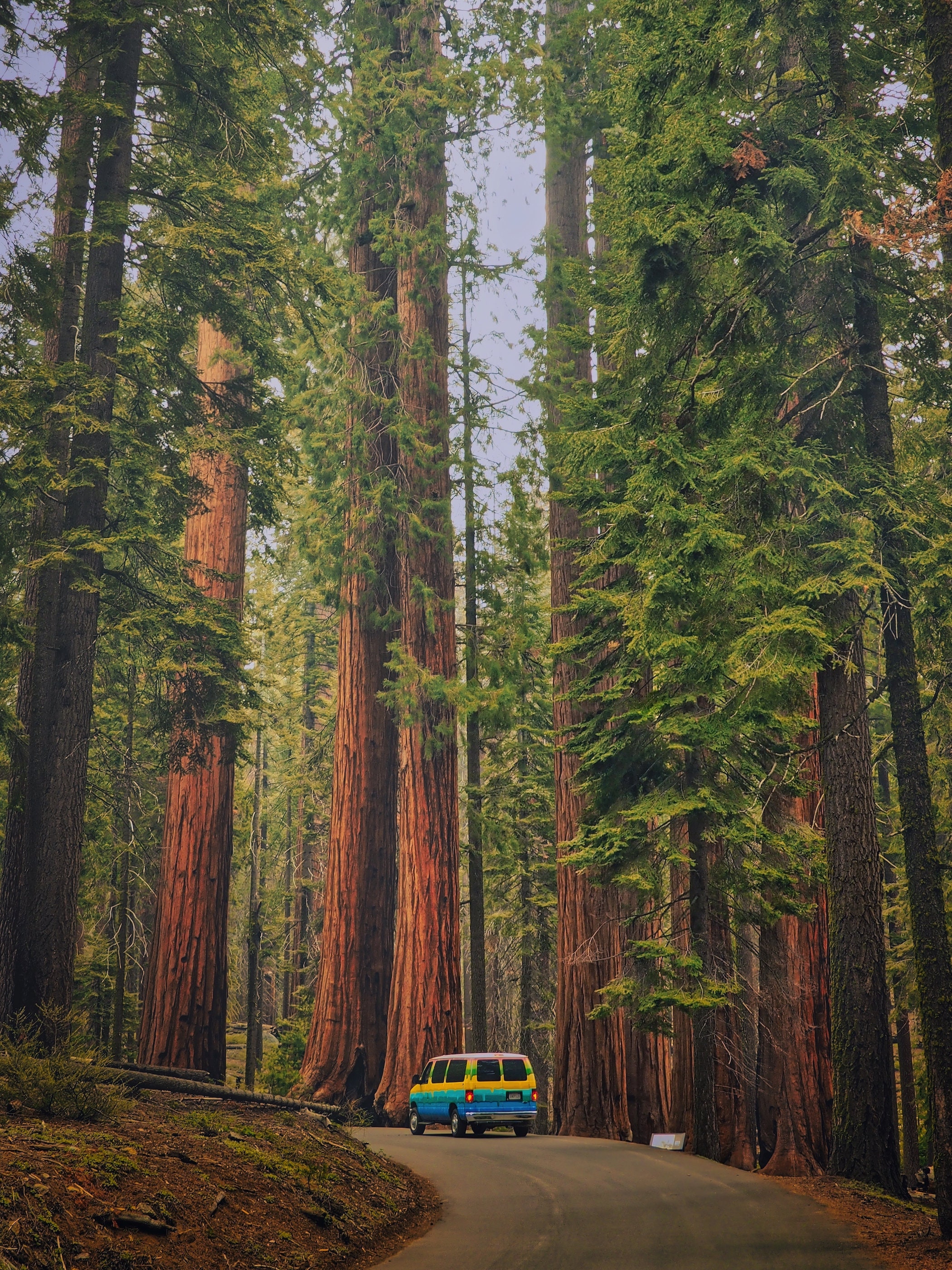 Sequoiatrees Poster Printable National Parks Wall Art Sequoia Printable ...
