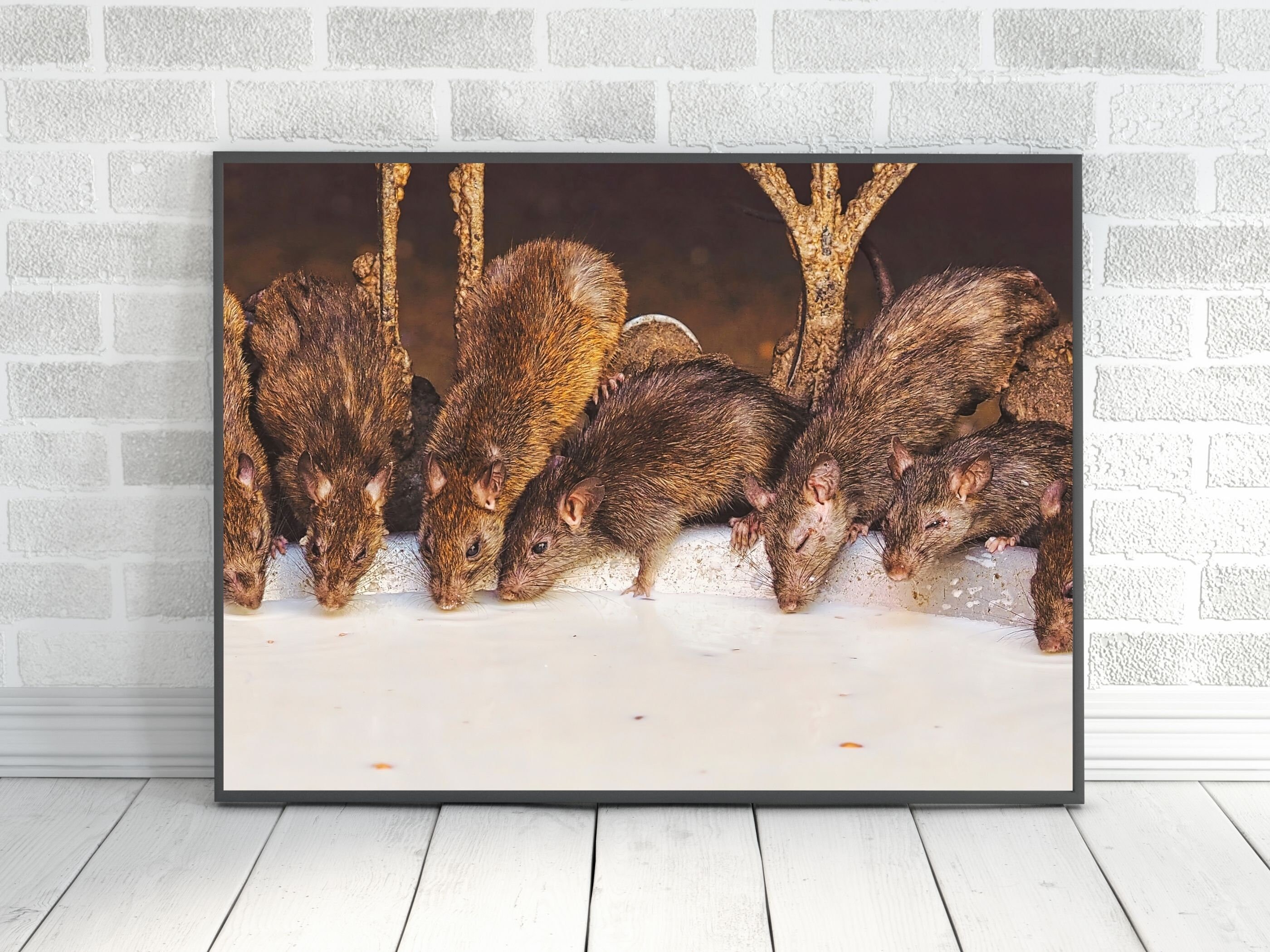 Rat Digital Download Rat Wall Art Rodent Photo Quality Etsy
