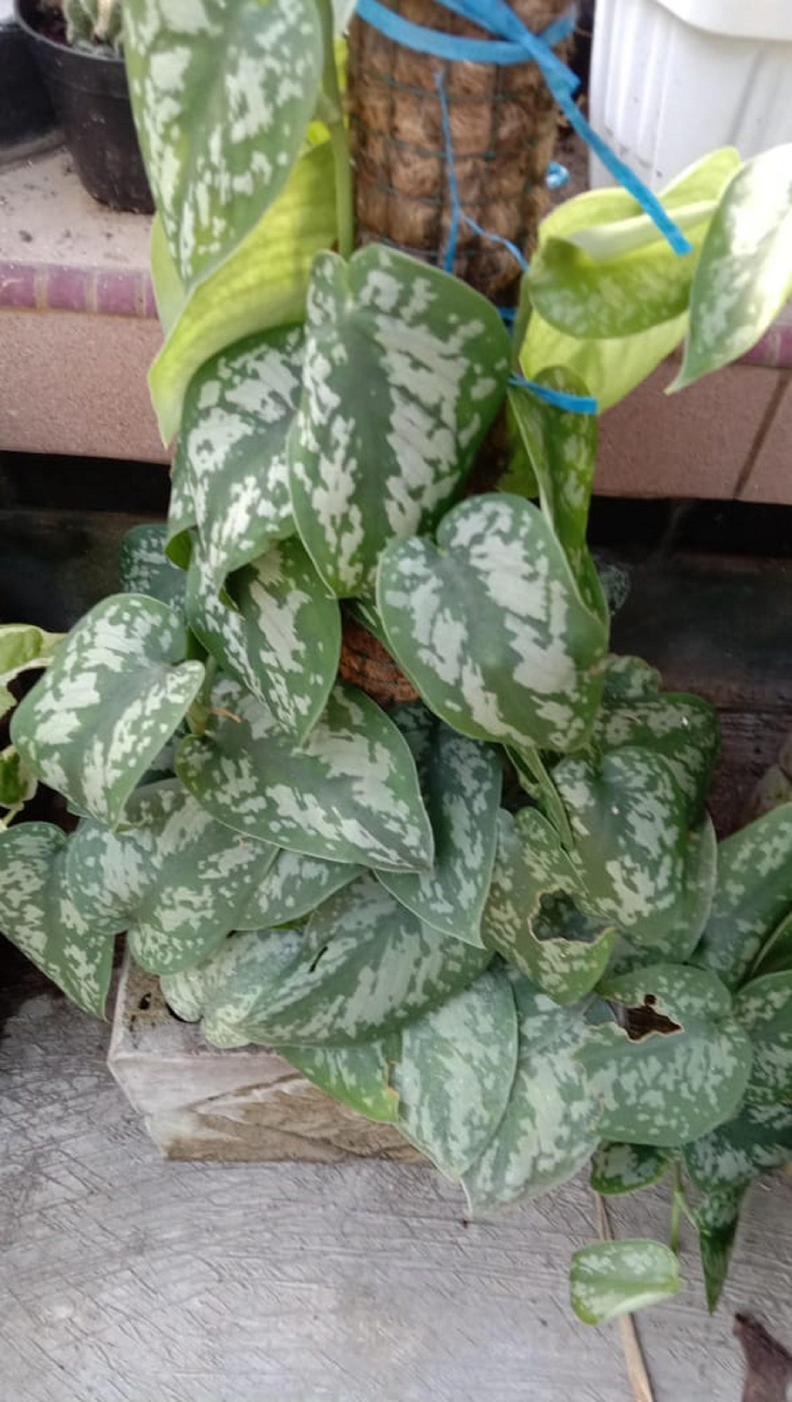 Scindapsus Silver Splash Live Plants Free Phytosanitary Etsy