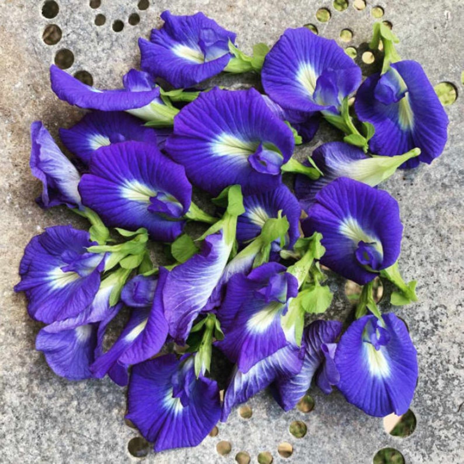 Blue Clitoria Aparajita or Clitoria Ternatea Plant seeds for Etsy