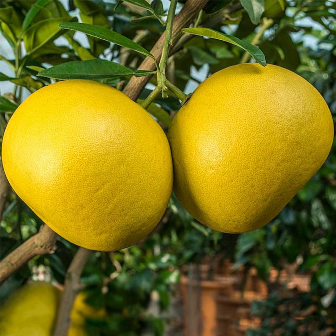 Pomelo grapefruit seeds citrus Maxima fruits seeds Ceylon Etsy