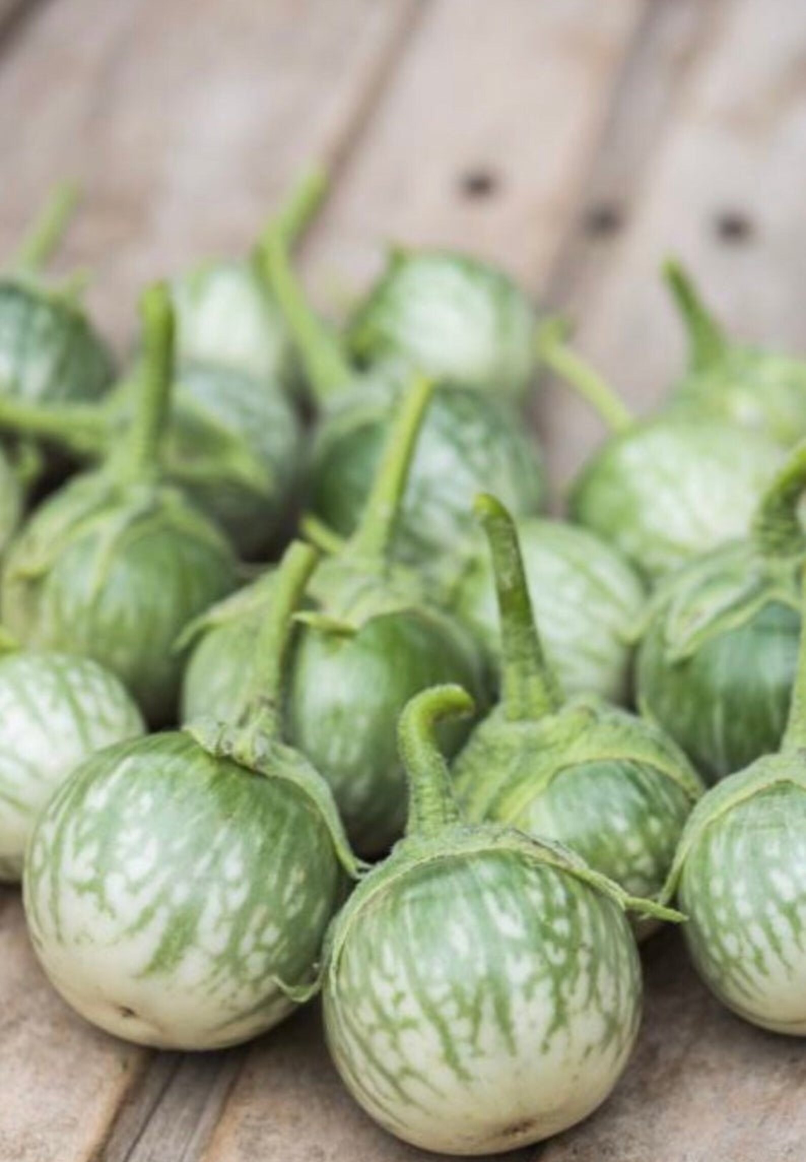 Srilanka 100 Natural Thai Round Eggplant Chao Phraya Etsy