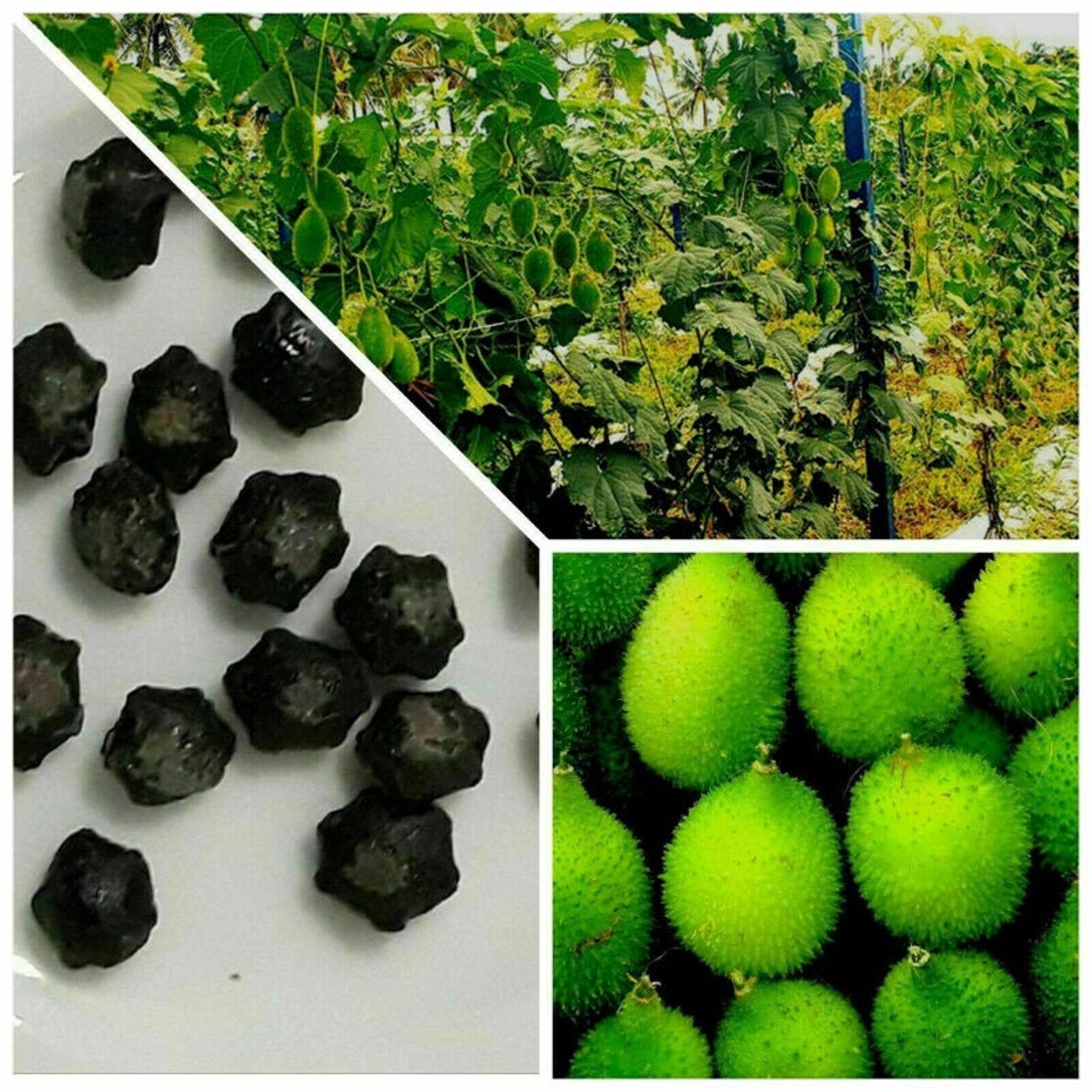 Spiny gourd seeds Momordica Dioica seedsteasle gourd Etsy