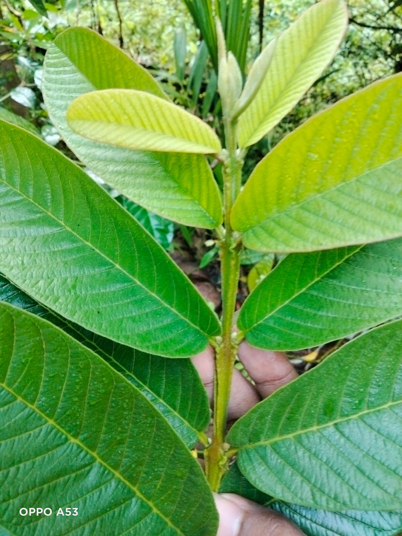 Srilanka Natural & Pure Dried Guava Leaves 50 Leaves Etsy