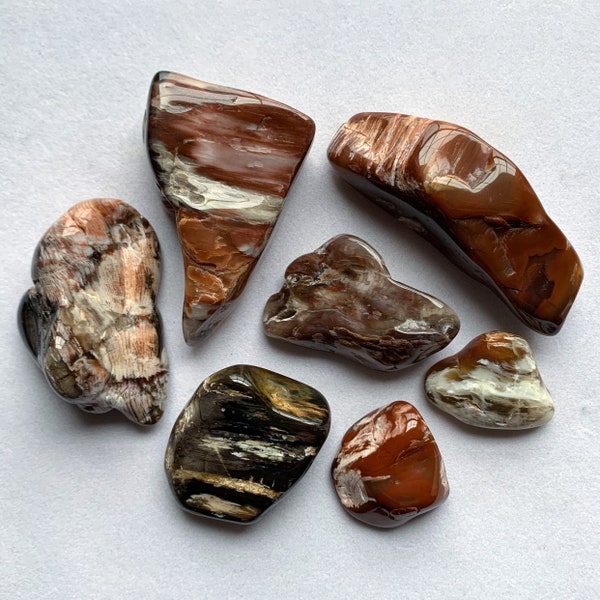 You Pick Tumbled Nevada Petrified Wood Healing Crystals, Fossils, Palm/Pocket Stones - Please Read FULL Description