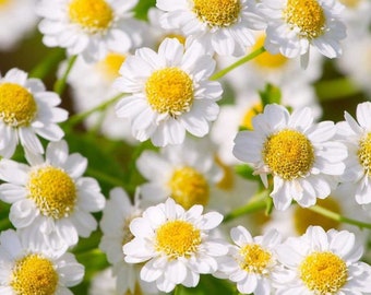 Matricaria chammilla Common Chamomile Seeds +/- 3000 seeds - 0.2g Matricaria chammilla Common Chamomile Seeds +/- 3000 seeds - 0.2g