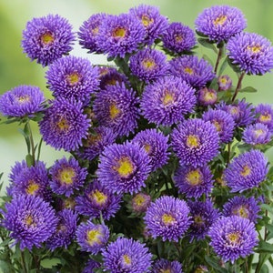 Aster seeds Callistephus chinensis Harlekin (Packing 0,1 g; Color blue), Aster Callistephus, Peony seeds, Tall flower, Annual plant seeds