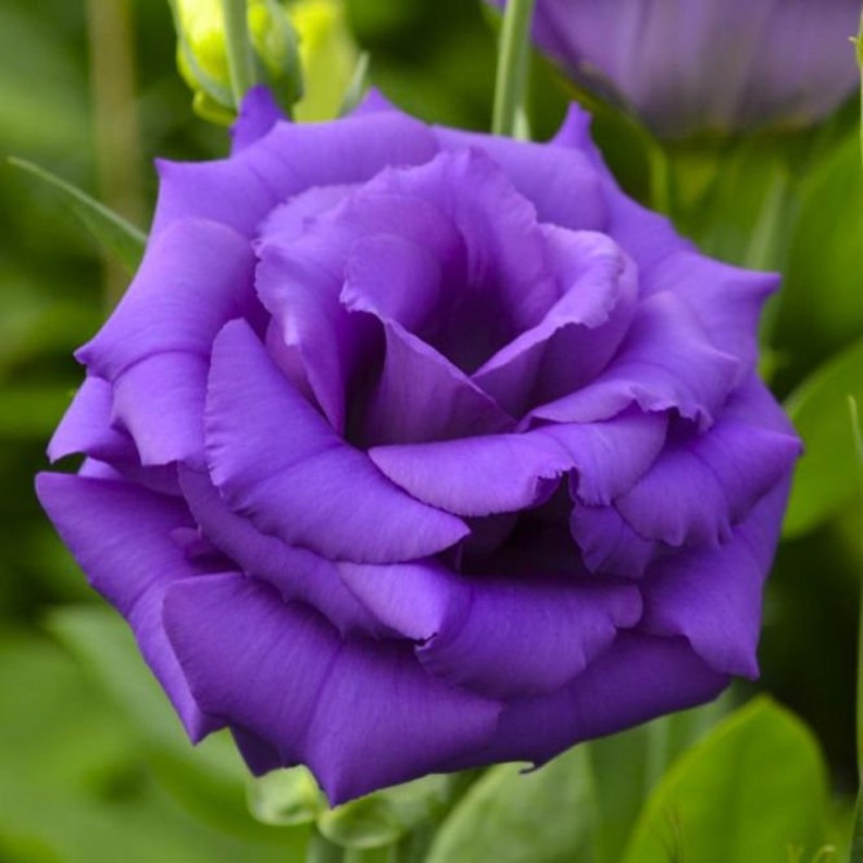 Rare flower seeds Eustoma grandiflorum АВС F1 Packing 100 Etsy