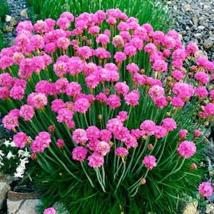 Perennial flower seeds Armeria maritima (Packing 0,05 g; Color violet), Armeria seeds, Wildflower seeds, Rare seeds, Heirloom seeds packets