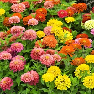 Graines de fleurs annuelles Zinnia elegans Lilliput (Emballage 0,5 g; Mélange de couleurs), Graines de Majors, Graines de Zinnia, Graines de fleurs sauvages, Graines d’héritage