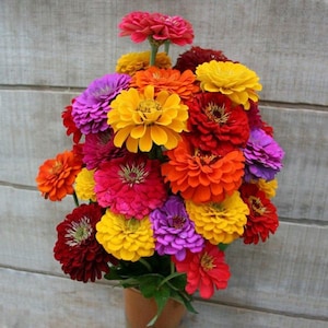 Graines de fleurs annuelles Zinnia elegans Benary’s Giant (Emballage 10 pcs; Mélange de couleurs), Graines de Zinnia, Graines de Majori, Graines de fleurs sauvages, Fleurs coupées