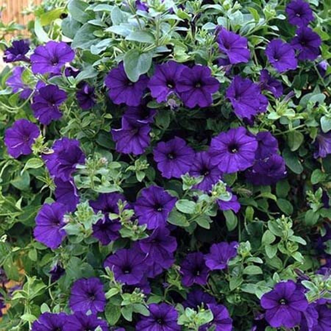 Flower seeds Petunia multiflora Alderman Packing 02 g