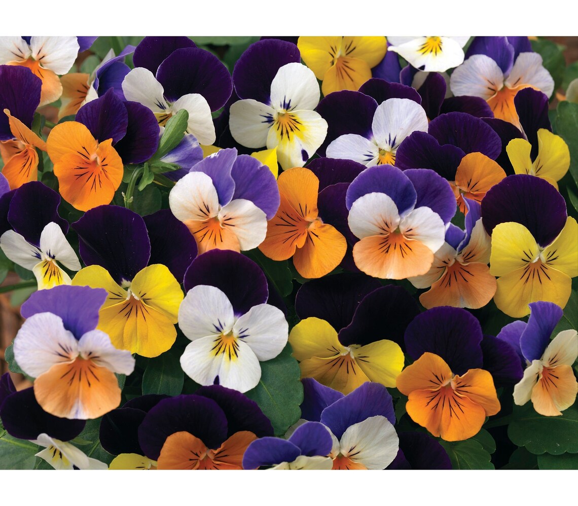 Seeds Viola horned Penny F1 mix of 10 pieces. Flower seeds Etsy