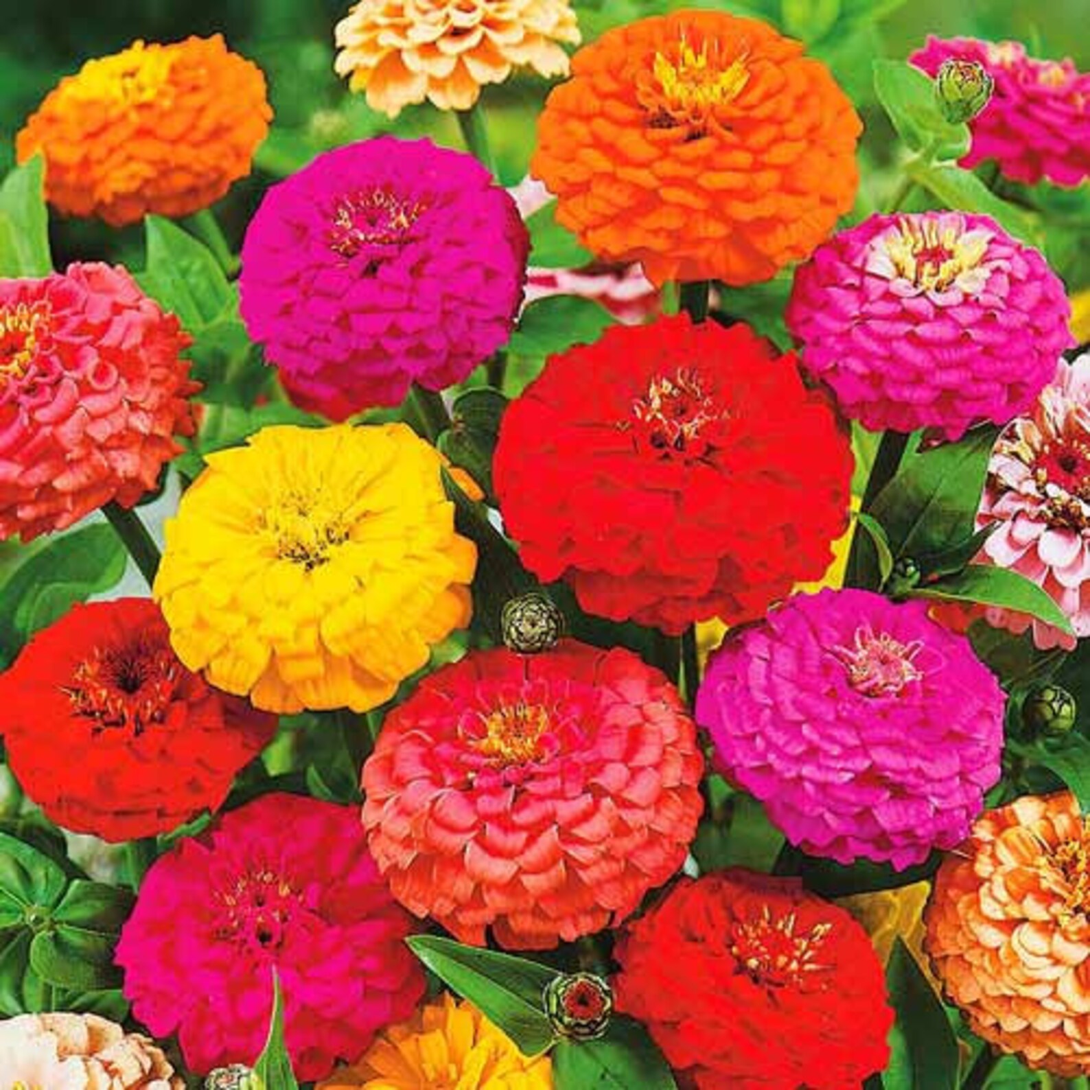 Цинии майоры. Циния люминоза. Циния синдерелла. Циния скабиозная. Циния сорта.