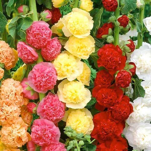 Alcea Rosea Mischung — Bunte Stockrosen-Samen Für Den Garten | Bis 180 Cm Hoch, Bienenfreundlich