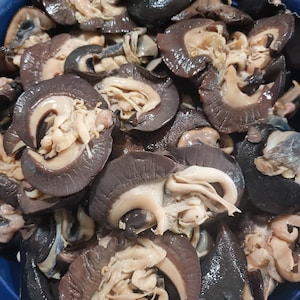 Fresh Jumbo/ snail 1.6Lbs ( 10pieces)1/2/3 packs of(2Lbs/1pack each) /Overnight/ nextday shipping * we ship (Mon - Tue) only*