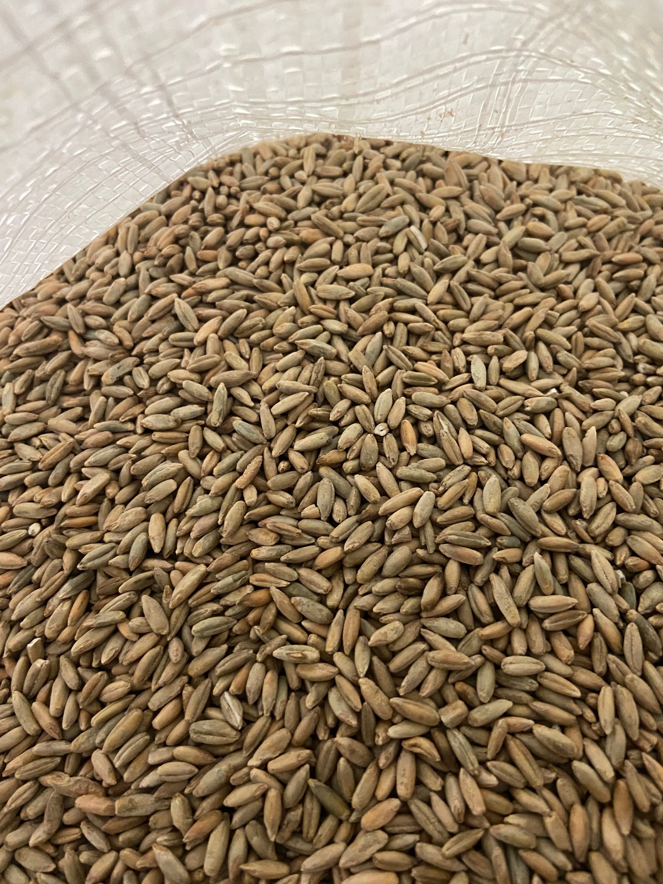 Premium Organic Rye Berries 5LB Etsy