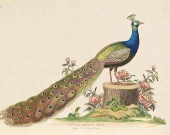 Antique Peacock Print: Pink Flowers, Bird Illustration (Digital Download)