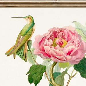 Hummingbird and Peony. Victorian Style Illustration. Digital download