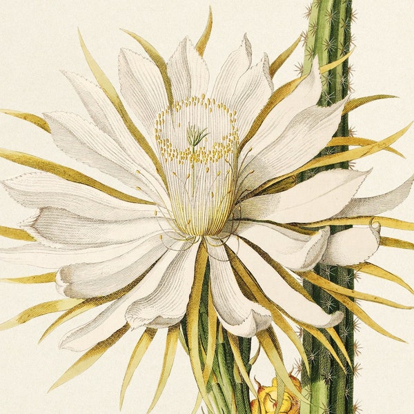 Night Blooming Cereus. Queen of the Night. Vintage flower print from the book “Plantae Selectae” by Georg Dionysius Ehret. Digital Download