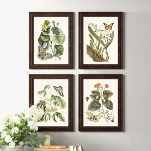Butterflies print set/Plates of the book“The Natural History of Carolina, Florida, and the Bahama Islands&quot; by Mark Catesby. Digital download