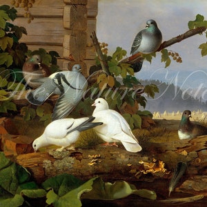 Doves. Antique Doves painting by the artist Ferdinand von Wright. (1872)