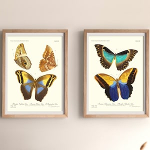 Butterflies. Antique German illustrations of butterflies (1866). Natural History. Digital Download